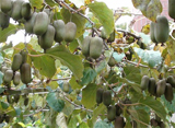 拉萨软枣子猕猴桃