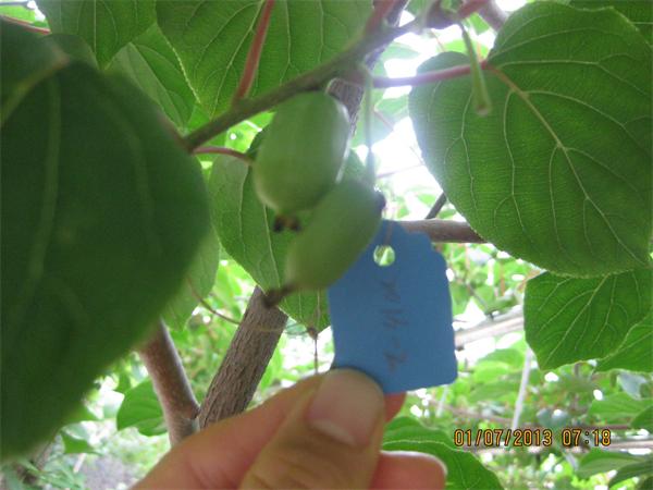 凌海软枣子育种