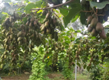  儋州“茂绿丰”软枣子